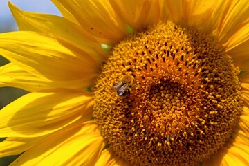 A bumblebee collects pollen from a sunflower.