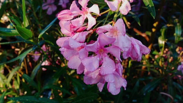 Panning back from wet pink oleander flowers 