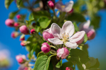 Sprig of white flowers blooms on an apple tree against a blue sky