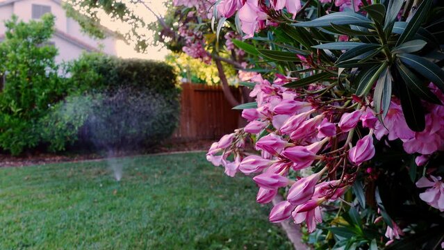 pink oleander bush next to grass lawn being watered 