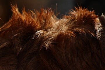 Close-up on caramel colored wet dog hair