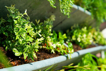 Bright green plants in a vertical garden. Green facade in an urban garden in spring. Urban greening for climate adaptation.