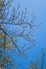 Castle Coch woodland tree branches in bud