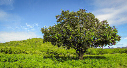 Majestic Juazeiro Tree (Sarcomphalus joazeiro) Standing Prominently in a Lush Green Brazilian...