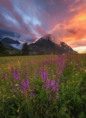 Naklejka na ściany i meble Flowers under the mountain on a vivid sunset
