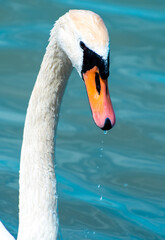 Falling drops of water from the head of a swan against the background of turquoise water