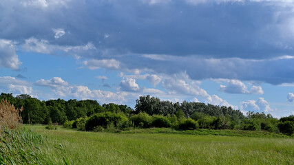 kwiat, drzewo, pejzaż, łąka, owad