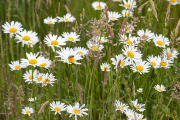Ox-eye Daisy (Leucanthemum vulgare) in garden