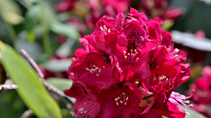 pink and white tulips