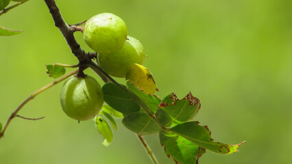 Fototapeta premium fruits of the caatinga plant umburana