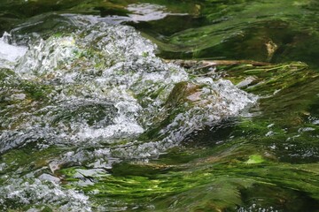 Torrent with lots of Algae