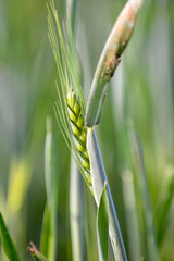 green ripening ears of wheat in spring