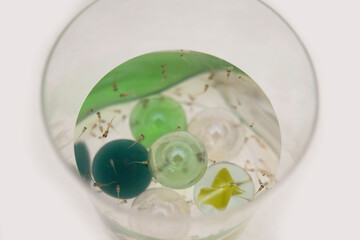 メダカの赤ちゃん