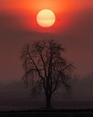 Red Sun rising above the lonely tree