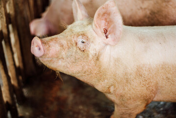 adorable farming pig