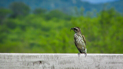 portrait of bird on board with blurred green background feeding