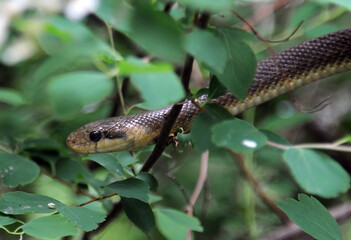 Grass snake in the bush