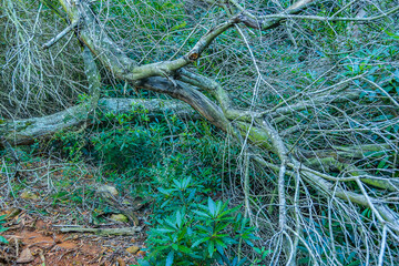 De LAs Animas Mountain Range, Uruguay