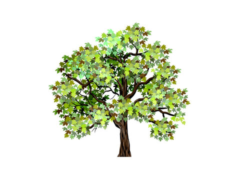beautiful green maple tree hand drawn