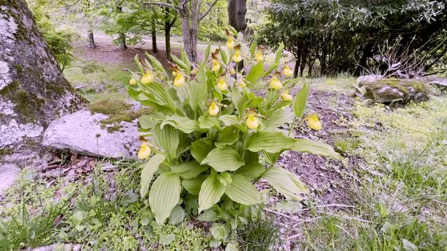 yellow lady's slipper plant near boone and blowing rock nc, north carolina