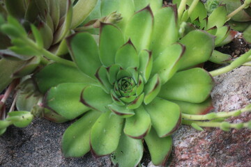 Sempervivum CHARAZDAE Rojnik  Charazdae succulent © Perovskia