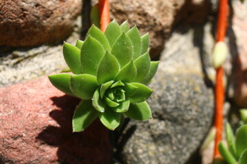 Sempervivum CHARAZDAE Rojnik  Charazdae succulent © Perovskia