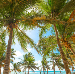 Fototapeta premium Coconut palm trees by the sea in Bois Jolan beach