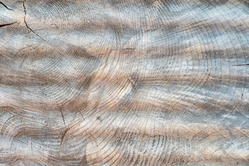 The texture light wood with annual rings