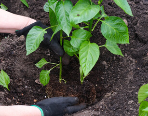 Woman hands planting pepper seedlings