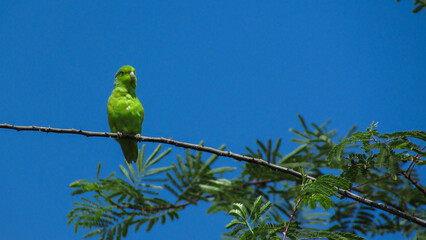 bird parakeet green northeastern brazil