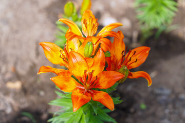 Orange lily flowers in the garden. Selective focus. Lilium lancifolium. Top view