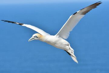 Basstölpel vor der Nordsee