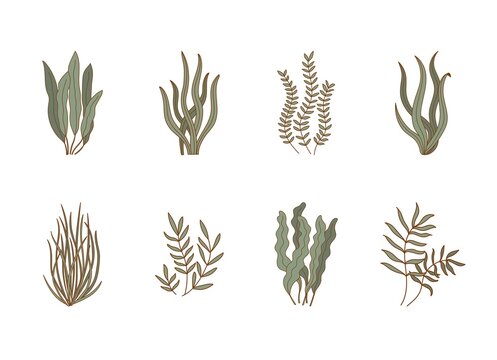 Set of aquarium seaweeds. Underwater plants, aglae, laminaria icons. Sea flora vector illustration..