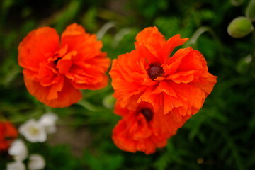 bright beautiful orange poppy flowers blooming in the garden on a sunny day with green blured...