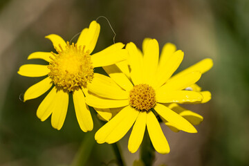 macro de fleurs de séneçon