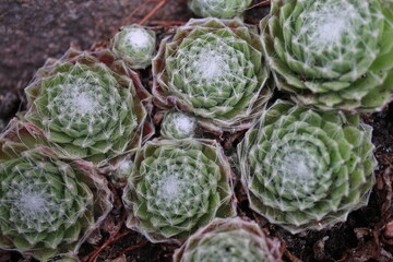 Sempervivum arachnoideum KRAMER'S SPINRAD Rojnik pajęczynowaty succulent