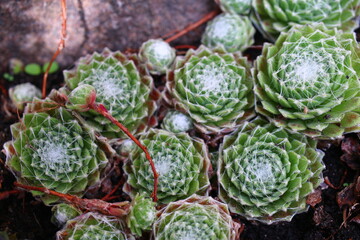 Sempervivum arachnoideum KRAMER'S SPINRAD Rojnik pajęczynowaty succulent