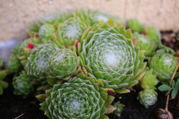Sempervivum arachnoideum KRAMER'S SPINRAD Rojnik pajęczynowaty succulent