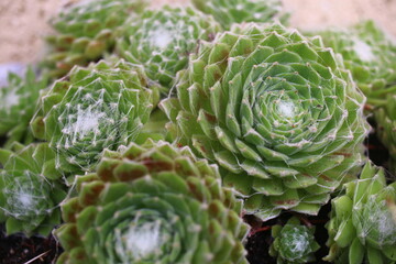 Sempervivum arachnoideum KRAMER'S SPINRAD Rojnik pajęczynowaty succulent © Perovskia