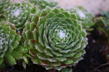 Sempervivum arachnoideum KRAMER'S SPINRAD Rojnik pajęczynowaty succulent © Perovskia