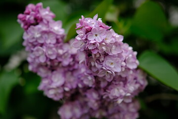 Beautiful lilac flowers with selective focus. Purple lilac flower with blurred green leaves. Spring blossom. Blooming lilac bush with tender tiny flower. Purple lilac flower on the bush. Summer time