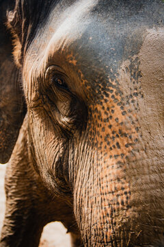 Extreme close up of an elephant's face with details of its wrinkled skin on a sunny day in the jungle of Thailand