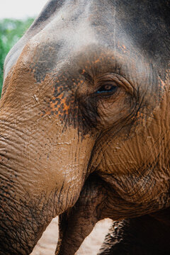 Extreme close up photo of elephant eye with mud on the face during a sunny day in Thailand