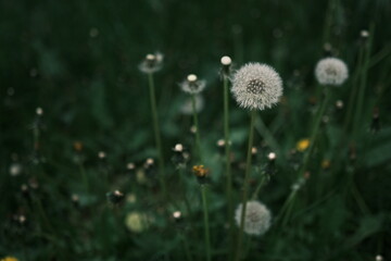 Closed Bud of a dandelion. Dandelion white flowers in green grass. High quality photo