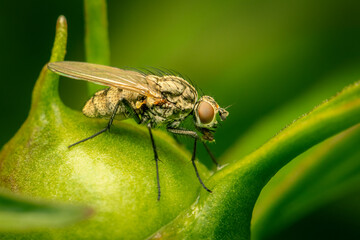 Female coenosia sp. fly resting on a peoni