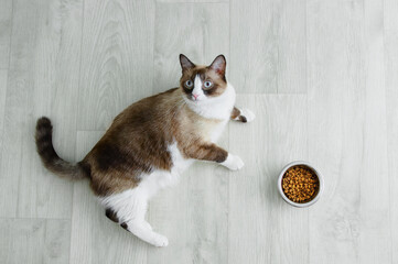Snowshoe cat breed lying on the floor and  bowl of cat dry food.