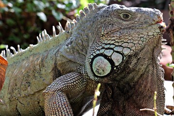 Close-up of an Iguana lizard