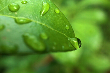 Rain drops on green leaf
