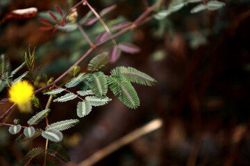Leaves Tropical forest trees texture background wallpaper