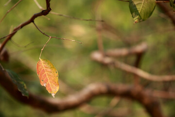 Leaves Tropical forest trees texture background wallpaper
